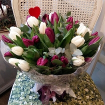 Baltas un violetas tulpes. Ziedu piegāde Rīgā