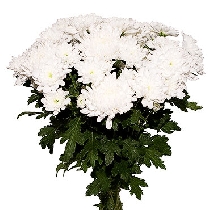 Цветы: Белые хризантемы. Доставка по Риге и Латвии